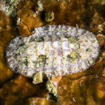 Ischnochitonidae 3